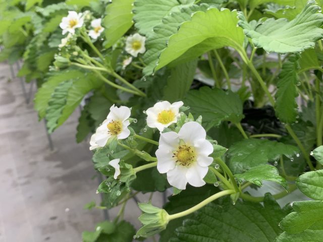 いちごの花